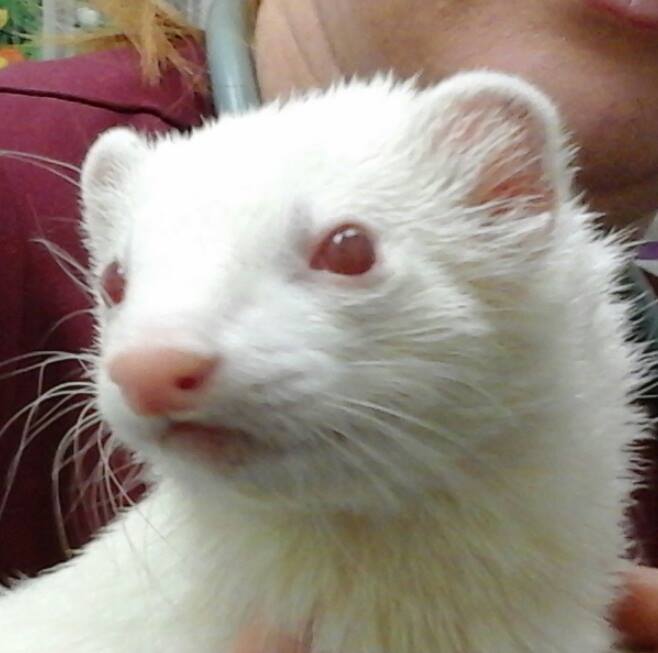 Ferret Vet Gilbert, Az