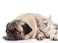Little Critters Vet Health Care Plans Little Critters Vet Health Care Plans