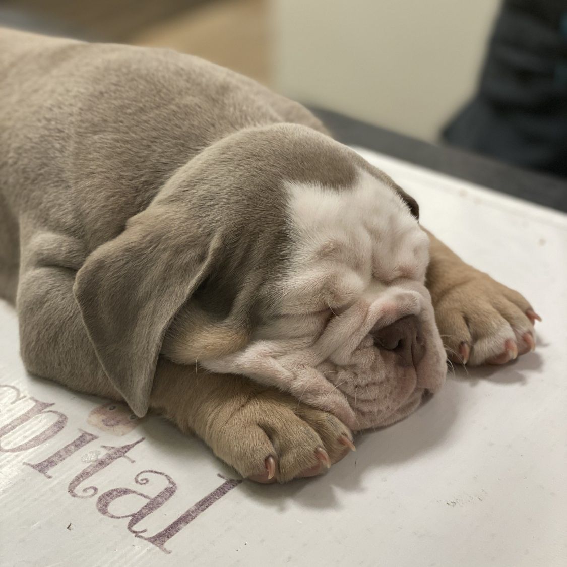 Two Puppies Two Puppies