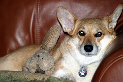 Dog in chair Dog in chair