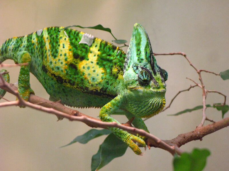 Chameleon 
