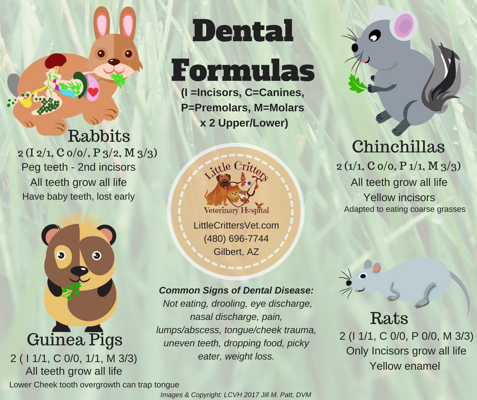 rabbit and rodent dental anatomy