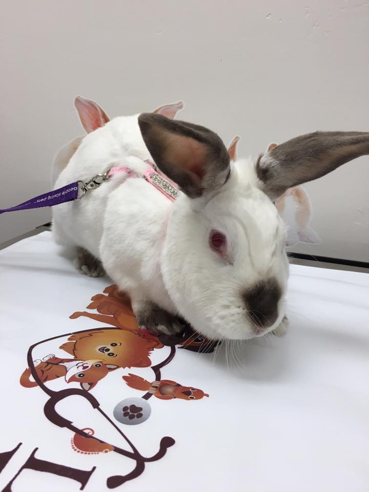 Rabbit  Care at Little Critters Veterinary Hospital Gilbert, AZ