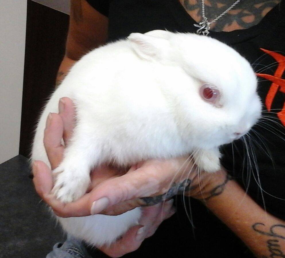 Rabbit Care at Little Critters Veterinary Hospital Gilbert, AZ