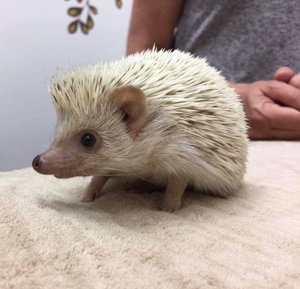 hedgehog care at little critters vet