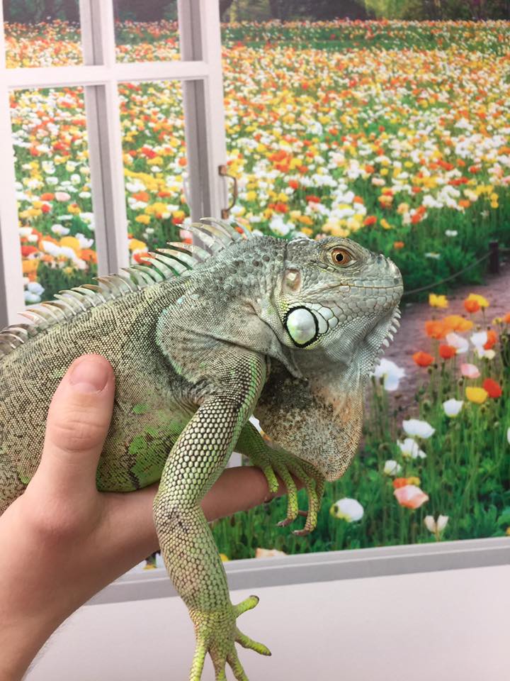Iguana Vet Care at Little Critters Veterinary Hospital Gilbert, AZ