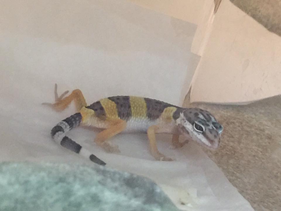 Gecko Vet Care at Little Critters Veterinary Hospital Gilbert, AZ