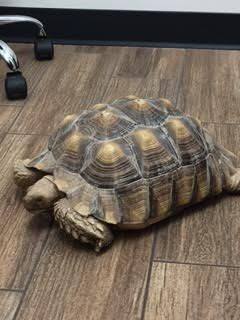 Tortoise Care at Little Critters Veterinary Hospital Gilbert, AZ