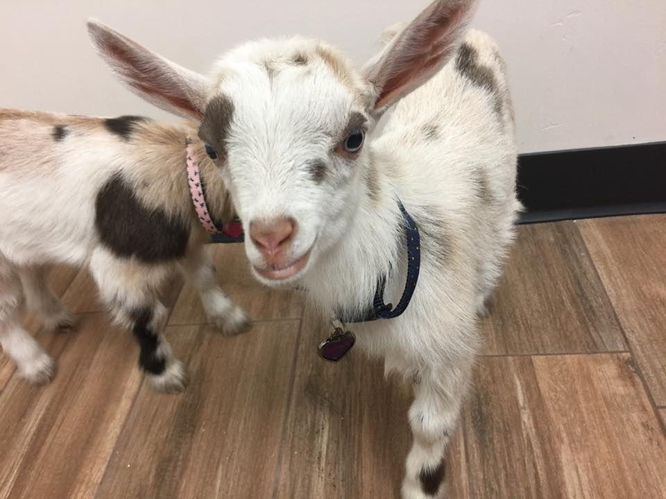 goat care at little critters vet