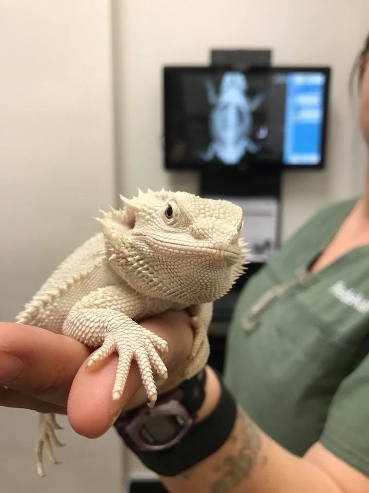 Bearded Dragon Vet Care at Little Critters Veterinary Hospital Gilbert, AZ