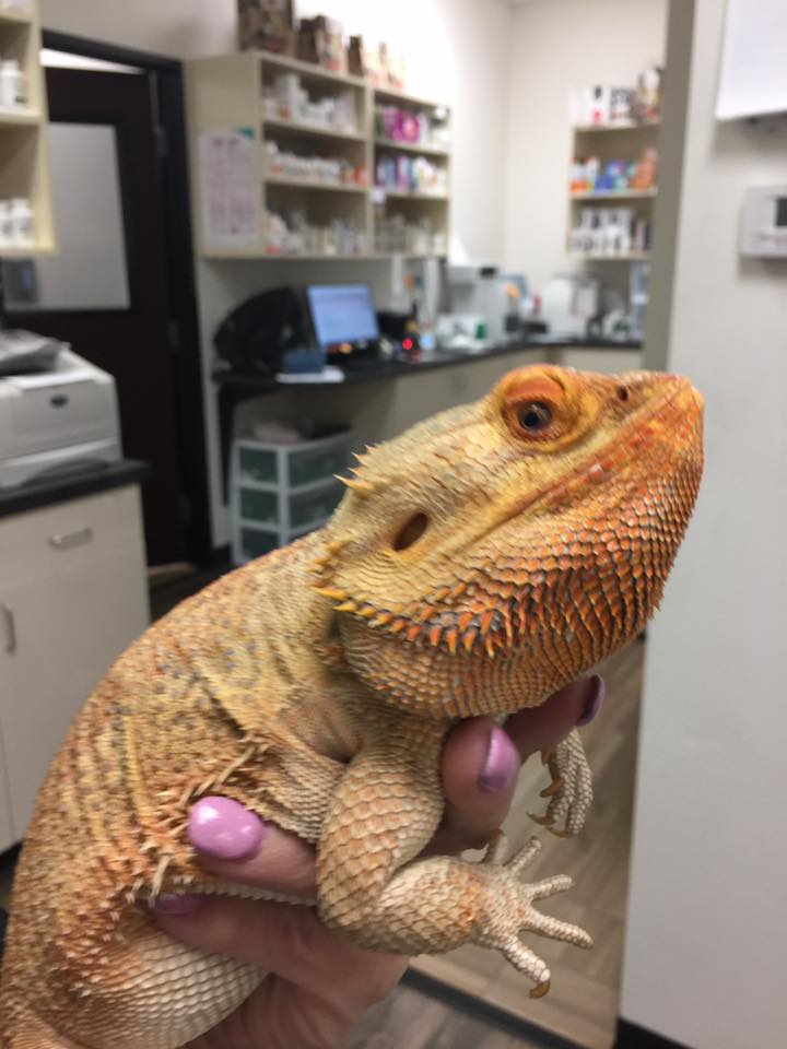 Bearded dragon Vet Care at Little Critters Veterinary Hospital Gilbert, AZ