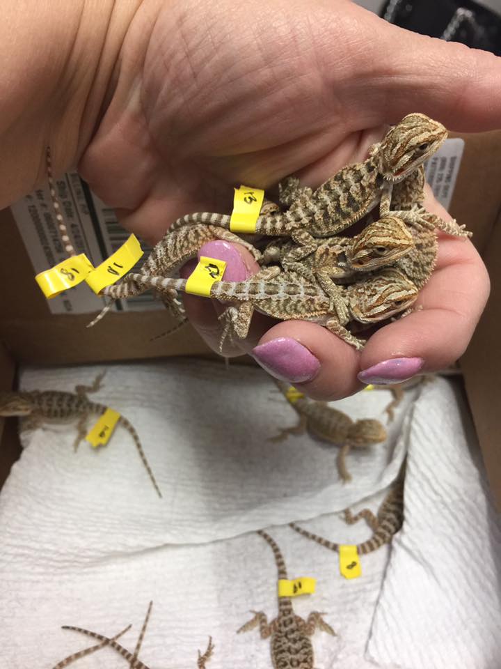 Bearded Dragon vet Care at Little Critters Veterinary Hospital Gilbert, AZ