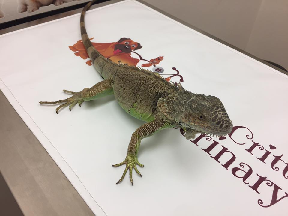 reptile care at little critters vet 