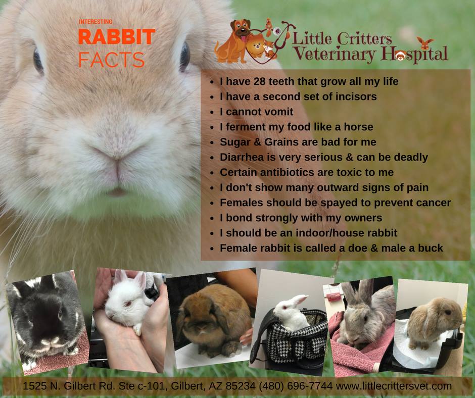 rabbit facts