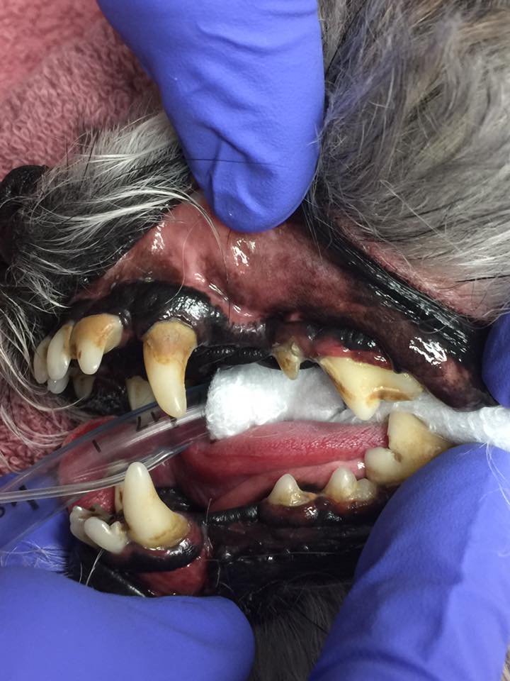canine periodontal disease 