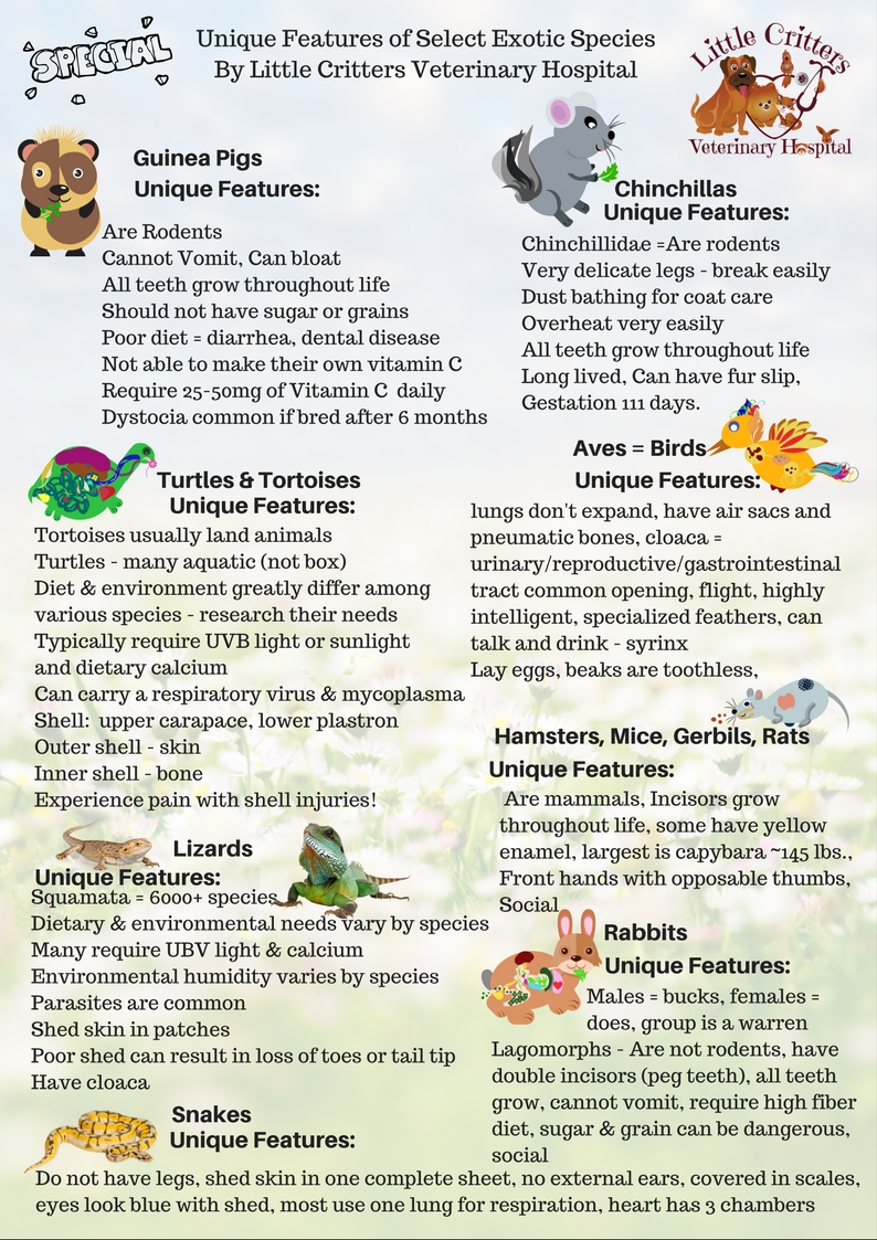 Unique Features of Exotic Pets