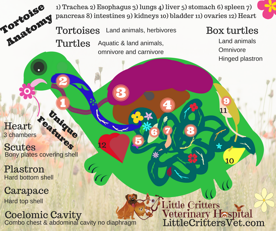 Turtle and Tortoise Anatomy 