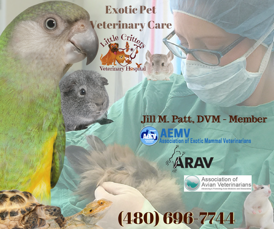 Dr. Patt, Exotic Vet Little Critters Veterinary Hospital