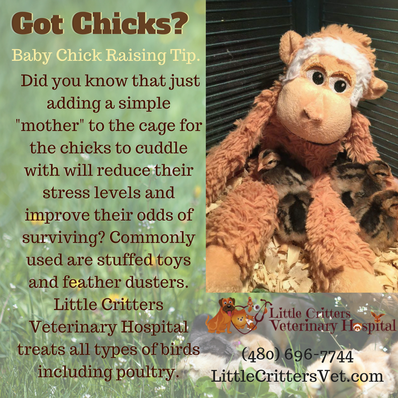 Chick care by Little Critters Vet