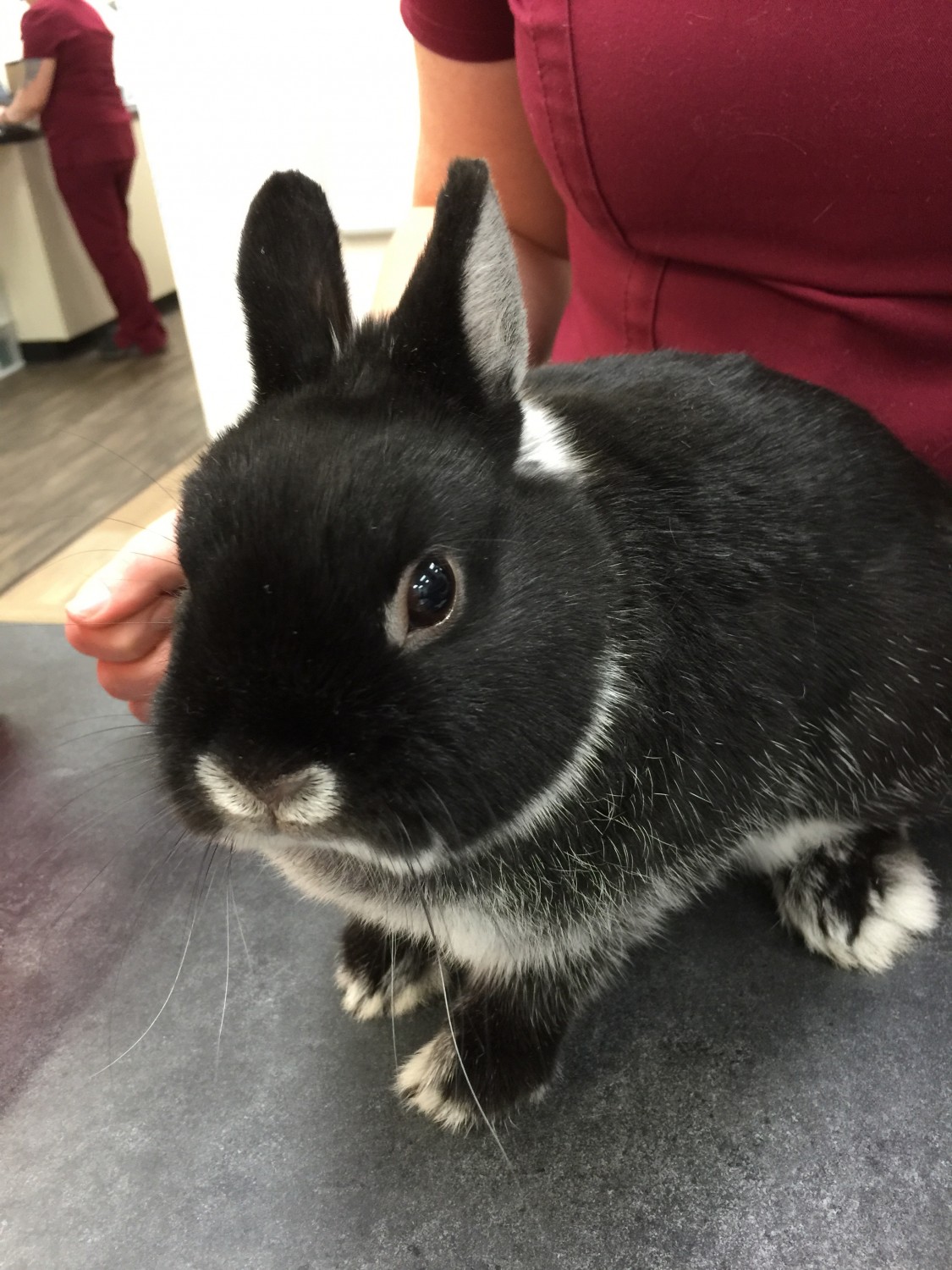 Rabbit Care at Little Critters Veterinary Hospital Gilbert, AZ