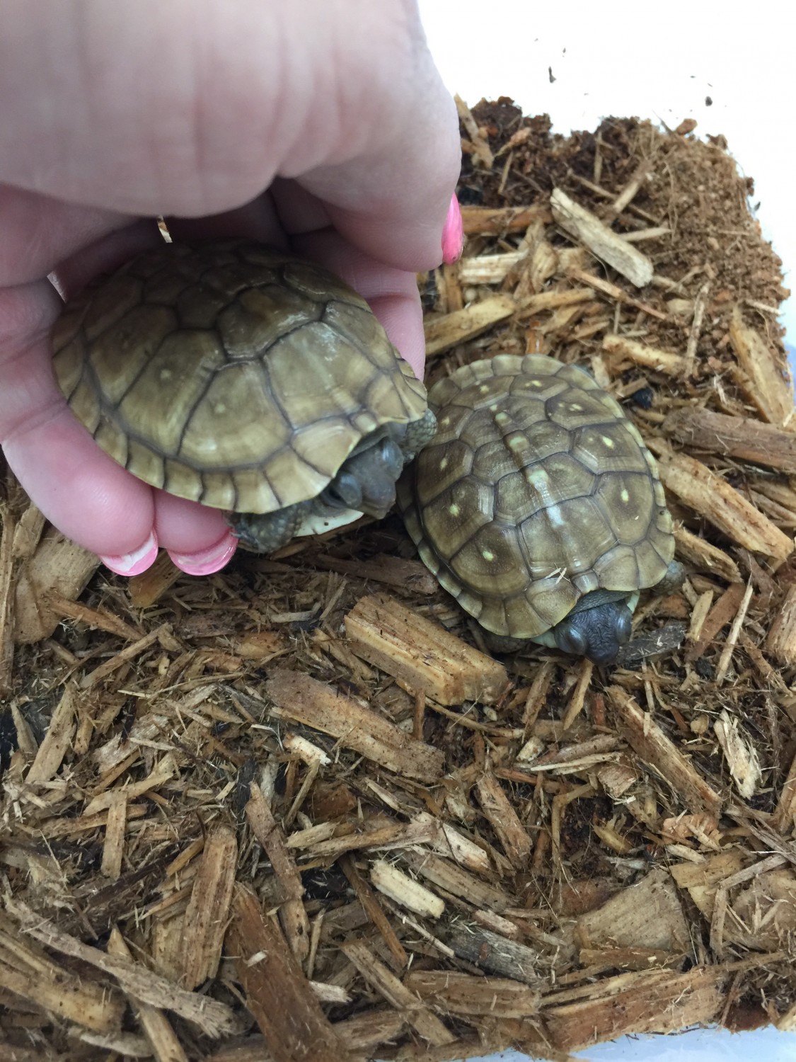 Turtle Care at Little Critters Veterinary Hospital Gilbert, AZ