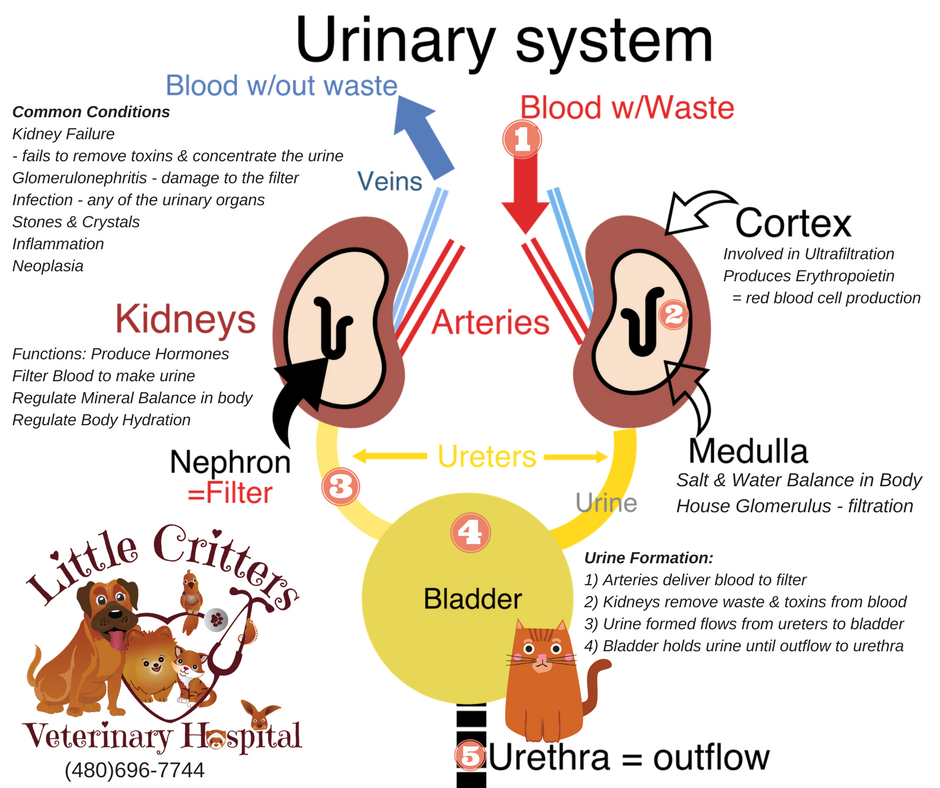 Kidney Function in Dogs and Cats