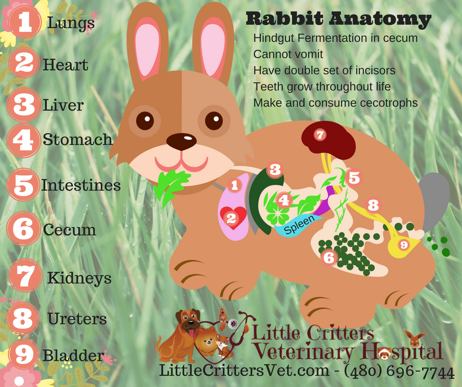 Rabbit diet and anatomy