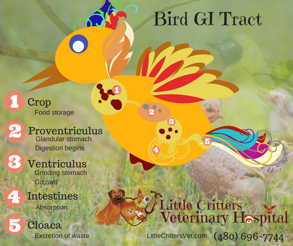 Bird Medical & Surgical Care at Little Critters Vet