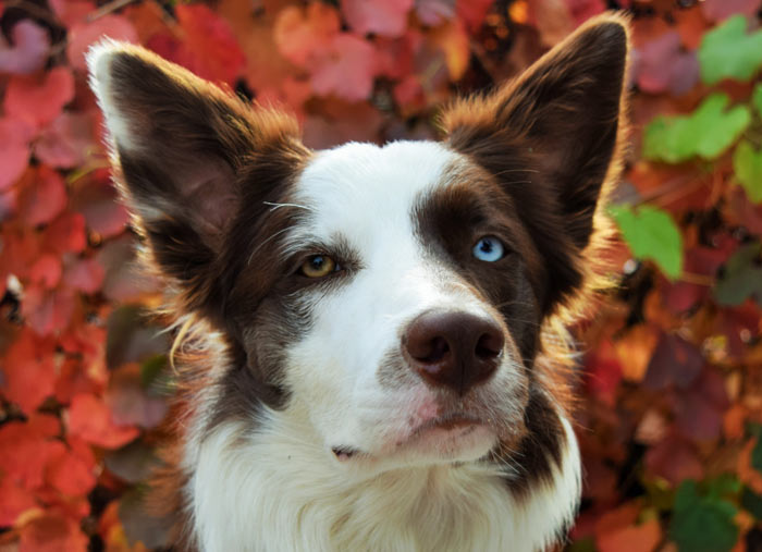 Dog with blue and brown eye