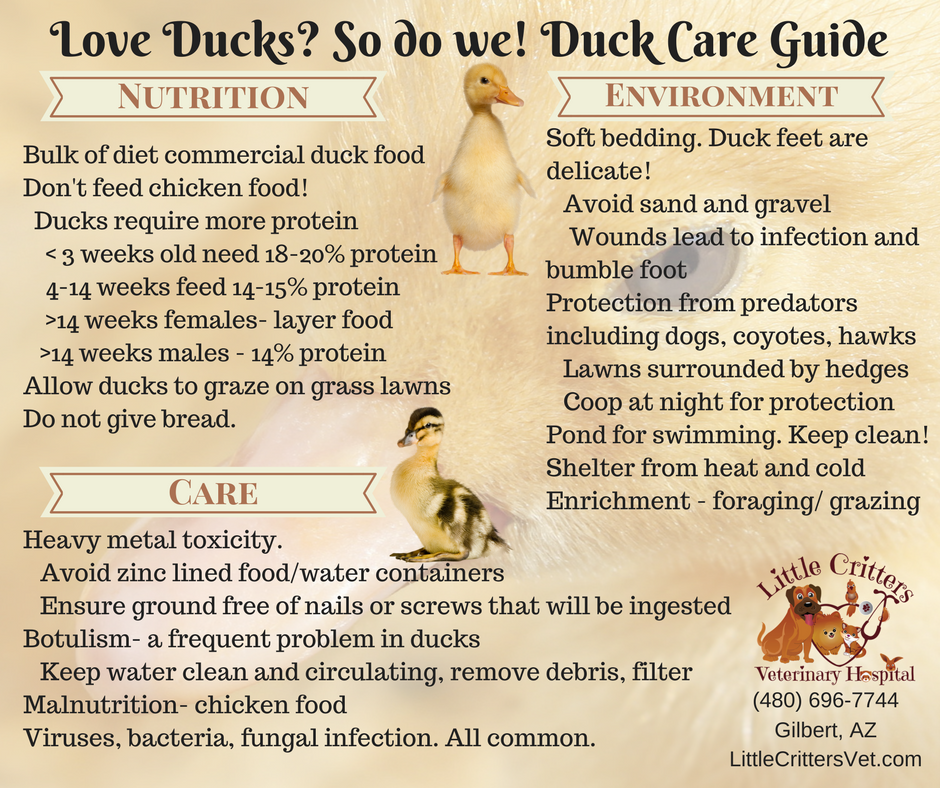 duck care by little critters vet