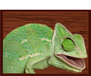Chameleons - Little Critters Veterinary Hospital - Gilbert, AZ