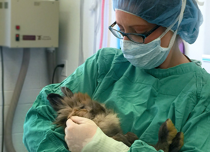 Doctor holding a Rabbit