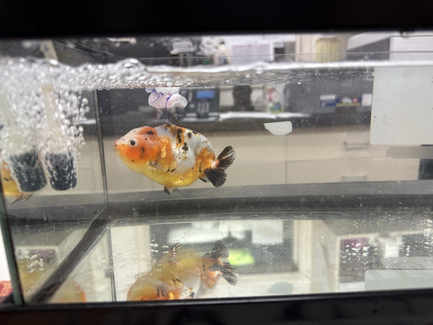 Goldfish swim bladder disease littlecrittersvet