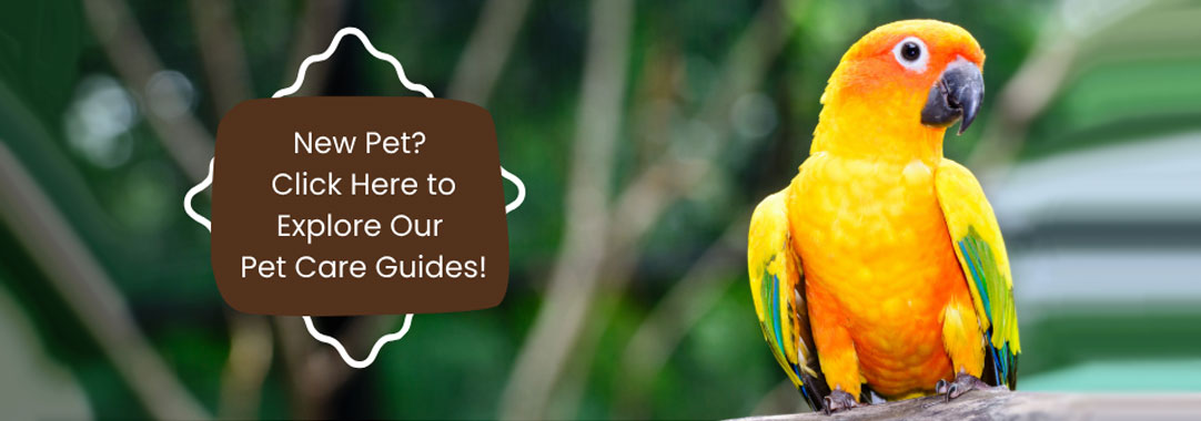 New Pet? Click Here to Explore Our Pet Care Guides!