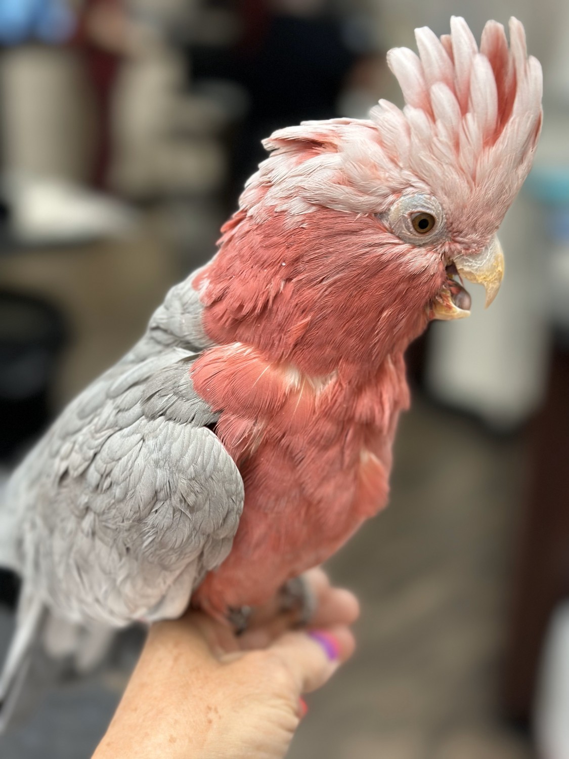 Pink Bird