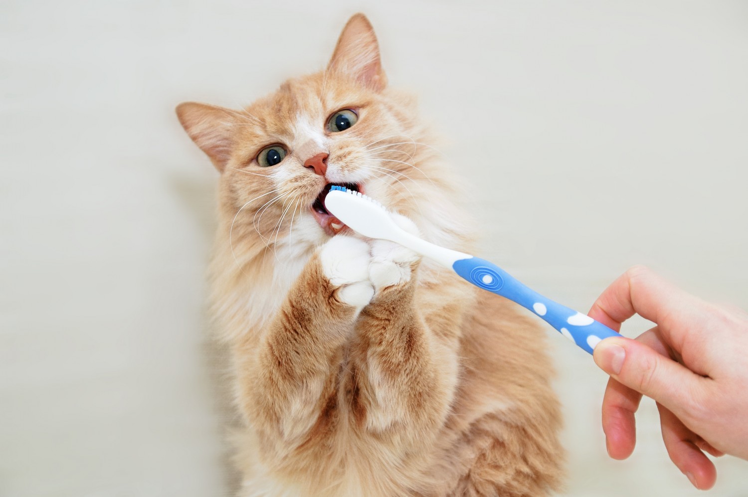 Cat with Toothbrush