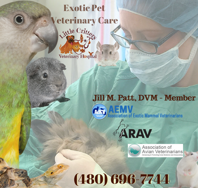 Dr. Patt, Exotic Vet Little Critters Veterinary Hospital