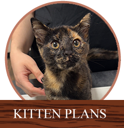 Kitten Plans