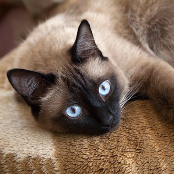 Siamese