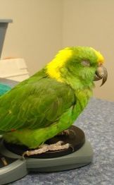 green bird green bird